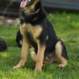 German Shepherd Puppies from Auf der Marquis German Shepherds