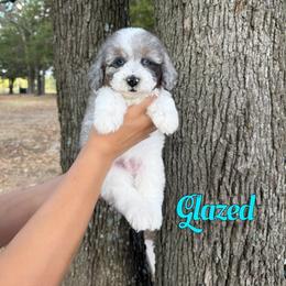 Glazed - Merle male Bernedoodle puppy in Mount Vernon, Missouri from PoodlelyDoodlely