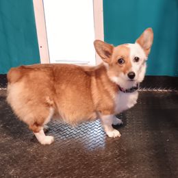 Bess - Pembroke Welsh Corgi