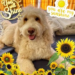 Charlotte - Goldendoodle