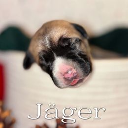 Jagermaester - Fawn male Cane Corso puppy in Jacksonville, North Carolina from Cor Dei Cane Corso