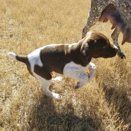 German Shorthaired Pointers from LaDoga Pointers