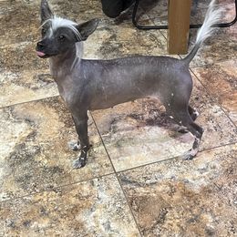 Hyena - Chinese Crested