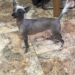 Hyena - Chinese Crested