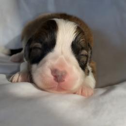Glyn - Sable male Pembroke Welsh Corgi puppy in Inola, Oklahoma from Pine Lane Pembrokes