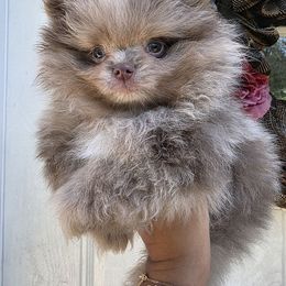 Cairo - Chocolate merle male Pomeranian puppy in Smithville, Texas from Lafary Poms