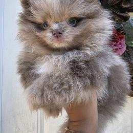 Cairo - Chocolate merle male Pomeranian puppy in Smithville, Texas from Lafary Poms