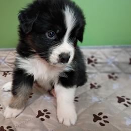Waylon (green collar) - Black tri-color male Australian Shepherd puppy in Okeechobee, Florida from Rothsolid Aussies