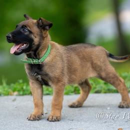 O Male 2 - Green Collar - Yellow male Dutch Shepherd puppy in Alum Creek, West Virginia from Stay Wild K9