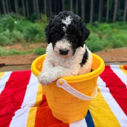 John Darling - Parti male Goldendoodle puppy in Pittsburg, Texas from Peachy Pine Goldendoodles