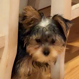 Yorkshire Terrier Puppies from Rosey’s Yorkies