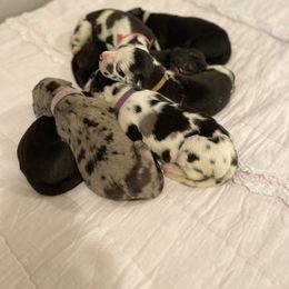 Great Dane Puppies from Bright Danes of Texas
