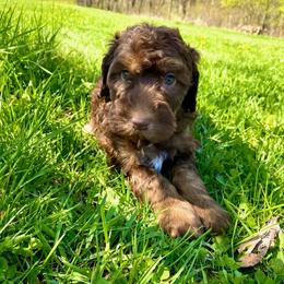 Jimmy - Chocolate merle male Bernedoodle puppy in Spring Valley, Wisconsin from Filipiak Breeders