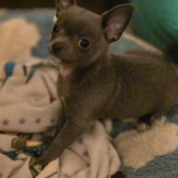 Cyrus - Blue male Chihuahua puppy in Orange, Texas from Tiny Paws from God