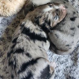 Miniature Australian Shepherd Puppies from Carter's Cuties