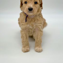 Deborah - Goldendoodle puppy in Lancaster, Minnesota from North Star Dog Training