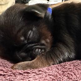Blaze Blue - Brindle male Shih Tzu puppy in Richfield, North Carolina from Southern Sass Shih Tzu