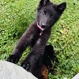AKC pink girl - Black female Belgian Sheepdog puppy in Hastings, Minnesota from Century Hills Farm