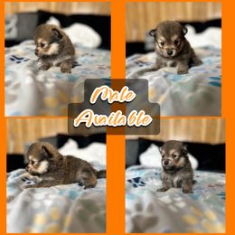 Red Sable Male - Red sable male Pomeranian puppy in Harrah, Oklahoma from Sunshines Pomeranians & Cavapoos