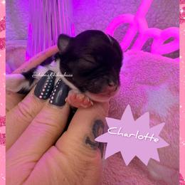 Charlotte - Black and white female Chihuahua puppy in Aniwa, Wisconsin from Jackson Chihuahuas