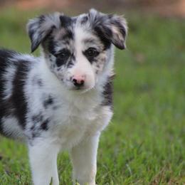 Merle boy 3 - Border Collie puppy from Cool Meadow Farms