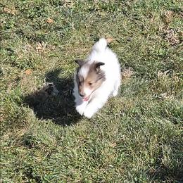 Miami - White and sable female Shetland Sheepdog puppy in Wiggins, Colorado from Enlia Shelties