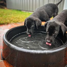 Labrador Retriever Puppies from Holyoke Kennel