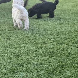Goldendoodle Puppies from Arizona Doodles