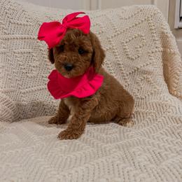 Two Step (Our Lone Star State litter) - Red  female Goldendoodle puppy in Hopkins County, Texas from Boutique Doodles