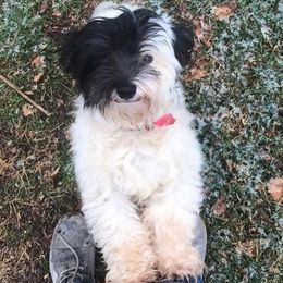 Havanese Puppies from Tye River Havanese