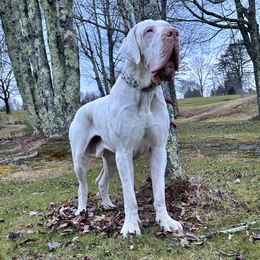 Thor - Great Dane
