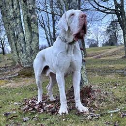 Thor - Great Dane