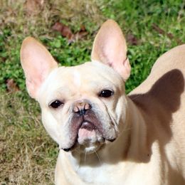 French Bulldog puppies from JP Ranch Bulldogs