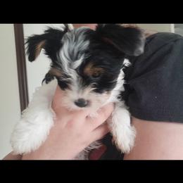 Boy 2 - Chocolate, tan and white male Yorkshire Terrier puppy in Columbia, Tennessee from Middle Tennessee Teacup Yorkie puppies