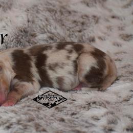 Ember - Red merle female Miniature Australian Shepherd puppy in Cody, Wyoming from Quartz Creek Aussies