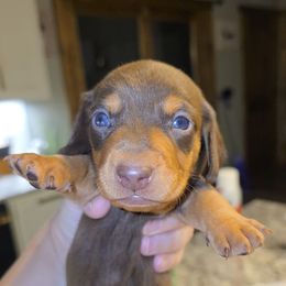 Chocolate and tan boy 1 - Chocolate male Dachshund puppy in West Plains, Missouri from Spring Creek Dachshunds