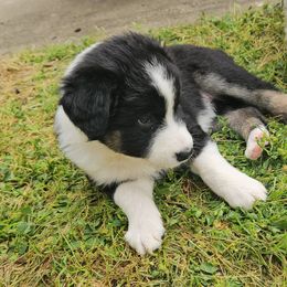 Australian Shepherd Puppies from Cali's Australian Shepherds