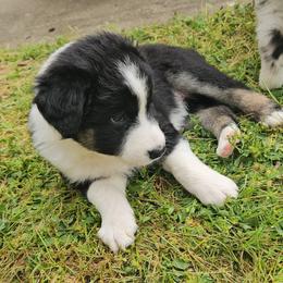 Australian Shepherd Puppies from Cali's Australian Shepherds