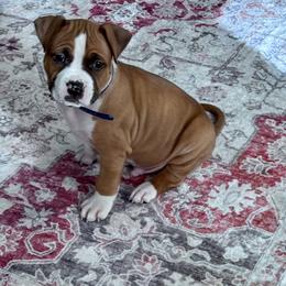 Navy blue collar - Red male American Staffordshire Terrier puppy in Cloverdale, Indiana from Woodshire American Staffordshire Terrier’s
