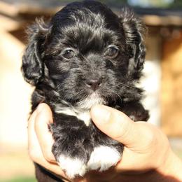 Black female - Black female Havapoo puppy in Grants Pass, Oregon from Oregon Valley Doodles