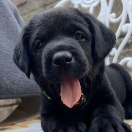 Boy 2 - Black Labrador Retriever puppy in Harlan, Kentucky from Kamalot Kennels