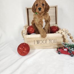 Cavapoo Puppies from Sharices Cavapoos