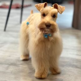 Latto - Miniature Schnauzer