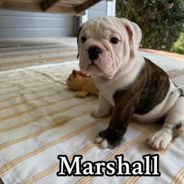 Marshall - Brindle male Bulldog puppy in Cleveland, Tennessee from Dowds Bulldogs