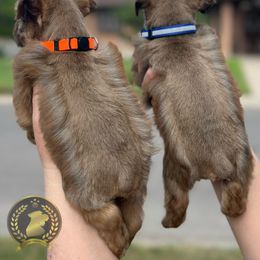 Miniature Schnauzer Puppies from Forever Schnauzers