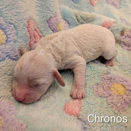 Chronos - Silver male Cockapoo puppy in Sunset, Louisiana from Cano Cockapoos