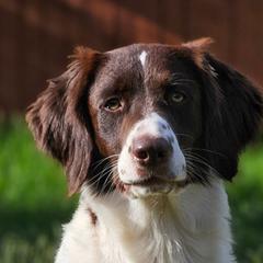 Drentsche Patrijshonds from Meliora Drentsche Patrijshonden