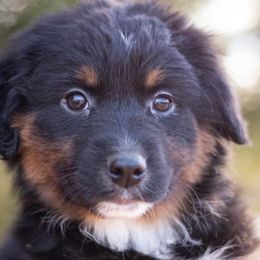 Black Tri Female - Australian Shepherd puppy in Tribby, Oklahoma from DNA 16B Aussie Farms
