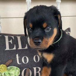 Rottweilers from Lucky Rose Ranch