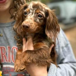 Valee - Dapple female Dachshund puppy in Rocky Mount, Virginia from Southern Ridge Kennels